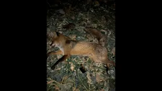 Охота с МЕЛКАШКОЙ. Выстрел по лисе. Ночная охота на лис/Hunting with 22LR. Night hunting for foxes.