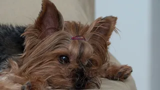 Planning the Perfect Road Trip Adventure with Your Yorkie