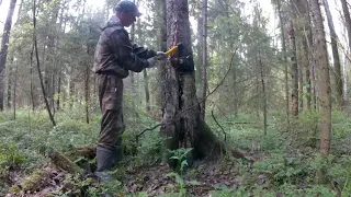 Зарабатываем деньги на сборе чаги.Доход в деревне.