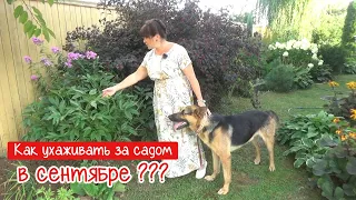 Уход за садом в начале СЕНТЯБРЯ. Все, что МОЖНО и уже НЕЛЬЗЯ делать в саду в это время.