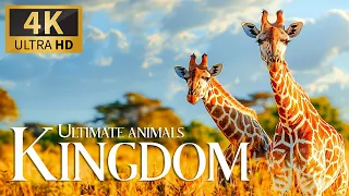 Ultimate Animals Kingdom 4K 🦒 Capturing the Majesty of Earth's Wild Animals Film with Relax Music