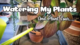 Watering My Plants And Plant Tour | Plant Chores