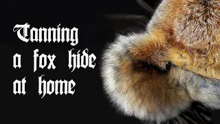 Tanning a fox hide for taxidermy with Krowtann 2000