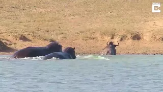 Two hippos rescue wildebeest from crocodile