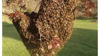 How to Capture a Bee Swarm in 27 seconds!