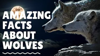 30 Interesting Facts About Wolves - Amazing Facts About Wolves