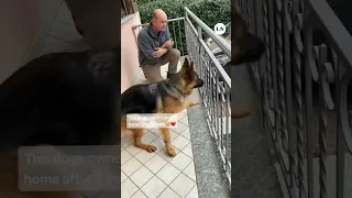 Emotivo reencuentro de un perro y su dueño después de tres años sin verse