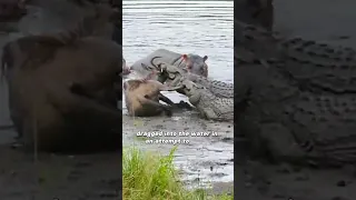 Crocodile VS Wildebeest - When Hippo's Become A Hero