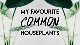 My ALL-TIME Favourite COMMON Houseplants! | Yes, Really. | Kaylee Ellen