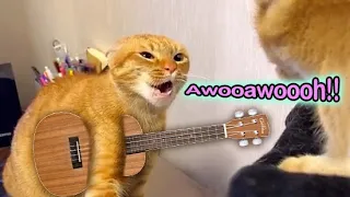 Awooawoooh! Cat Song - The Singing Cat Catchy Tune