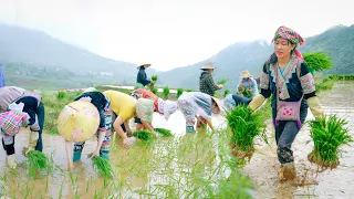 How to Build Agriculture, Make Terraced Fields And Rice Cultivation - Bếp Trên Bản