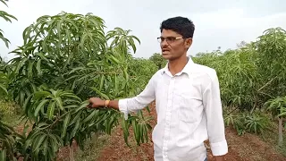 ultra high density kesar mango plantation 8686555656/8668429931