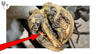 HUGE GOUGE in cow's hoof ... EXPOSING RAW CORIUM