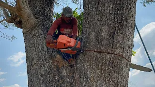 Cut down 2 black fiber trembesi trees… Stihl ms881 & Husqvarna 395xp.