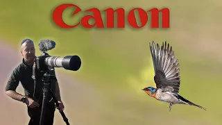 Canon #1DX II & EF 100-400mm II - #Bird #Photography & Videography