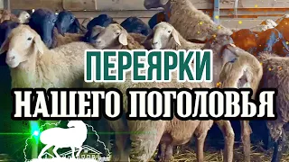 Переярки нашего поголовья