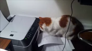 Cat vs. Printer - Funniest video ever