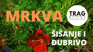 MRKVA - ŠIŠANJE I ĐUBRIVO (2021) [TRAG BILJKE]