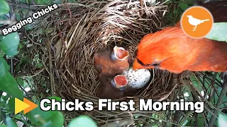 Two Cardinal Chicks First Morning in the Nest [Cardinal Nest Day 2]