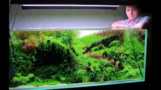 IAPLC 2023 rank 83 | Aquascape 138 cm setup | Акваскейп 138 см, поэтапное формирование