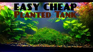 Easy Cheap Planted Tank