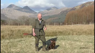 Running to shot and past shot - spaniel training