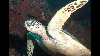 Hawaiian Green Sea Turtle Movie