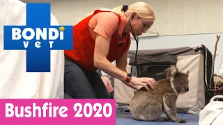 🐨 Saving Koalas In The 2020 Australian Bushfires