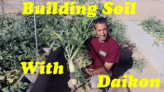 Creating Soil in the Desert | Daikon Radish