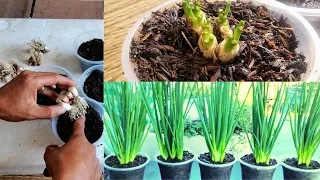 Don't Hurry To Throw Away/Growing Green Onions In Plastic Cups From Onion Roots Is Simple