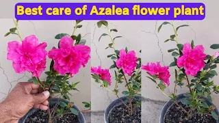 Azalea flower plant care. Best fertilizer for Azalea plant.