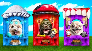 One Colored Dog House Challenge!