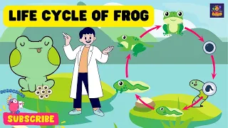 This Is How a Tadpole Transforms Into A Frog | Frog Life Cycle