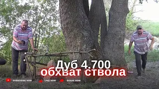 21ВСЁ!!! 24г. Запорожский Дуб обхват-6.32 метра. Дуб ДОМАХА-4.70 метра. Задача - определить возраст?