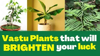 Plant these Vastu Plants in the house according to Vastu, which will  brighten your luck