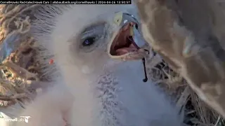 One-day-old Hawk Nestling N1 Enjoys an Afternoon Meal at the #Cornellhawks Nest | April 26, 2024