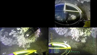 ROV sampling deep sea corals