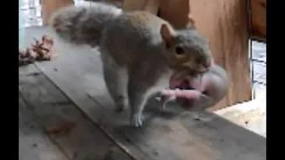 Baby squirrels in a Maine chicken coop