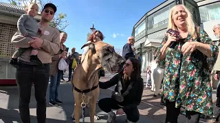 Cash 2.0 Great Dane and Rowdy at The Grove and Farmers Market in Los Angeles 2