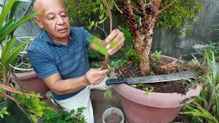 como fazer muda de jabuticaba tirando da raiz.