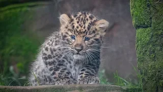 Rare Amur Leopard Cubs Born at Colchester Zoo