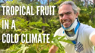 How I Grow Topical Fruit in a Temperate Climate