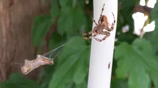 A garden spider eating a grasshopper