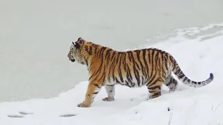 Тигрица Харли решила проверить лёд на прочность🐯🐾🕸 ПАРК ЗЕМЛЯ ПРАЙДА 🌿