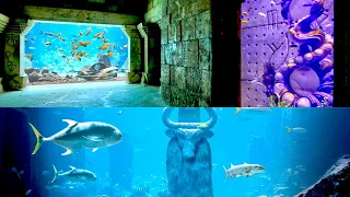 Underground Aquarium Inside Atlantis Bahamas "THE DIG" 2021