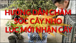 HƯỚNG DẪN CHĂM SÓC CÂY NHO LÚC MỚI NHẬN CÂY. Zalo: 0986943566 VƯỜN NHO PHƯỚC LẬP