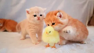 kitten sleeps cutely with the chickensleeping kitten