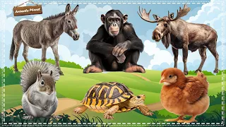 Cute Animal Sounds and Clips: Turtle, Chimpanzee, Donkey, Moose, Chicken, Squirrel