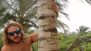 How to Climb a Coconut Tree (with Instructions)