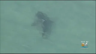 Giant Shark Spotted In South Florida